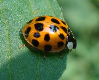 Coccinelle del Parco di Monza